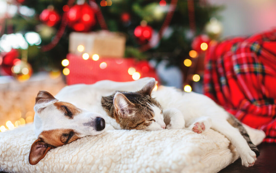 Holiday Pet Travel & Safety Tips from Cinema Veterinary Centre
