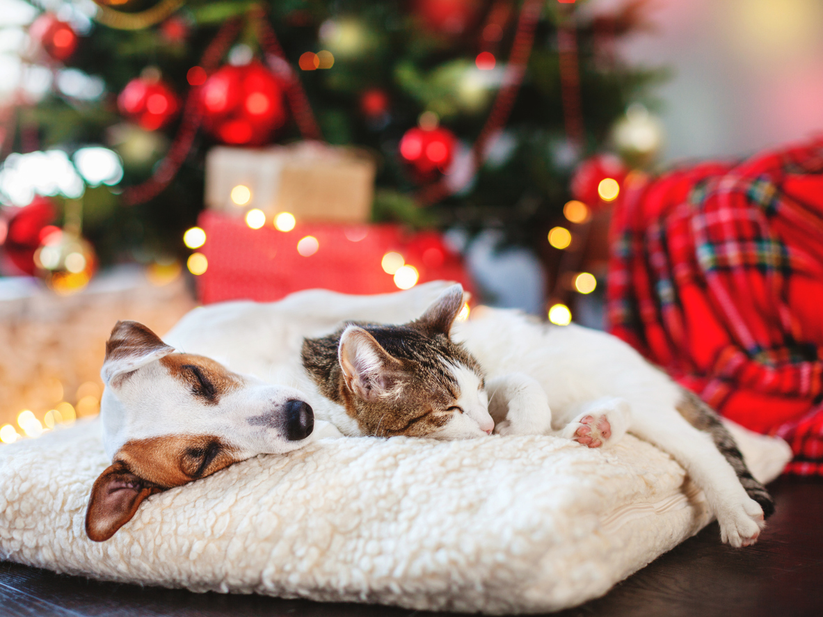 Holiday Pet Travel & Safety Tips from Cinema Veterinary Centre, Cat and dog sleeping under christmas tree. Pets friends. Happy New Year