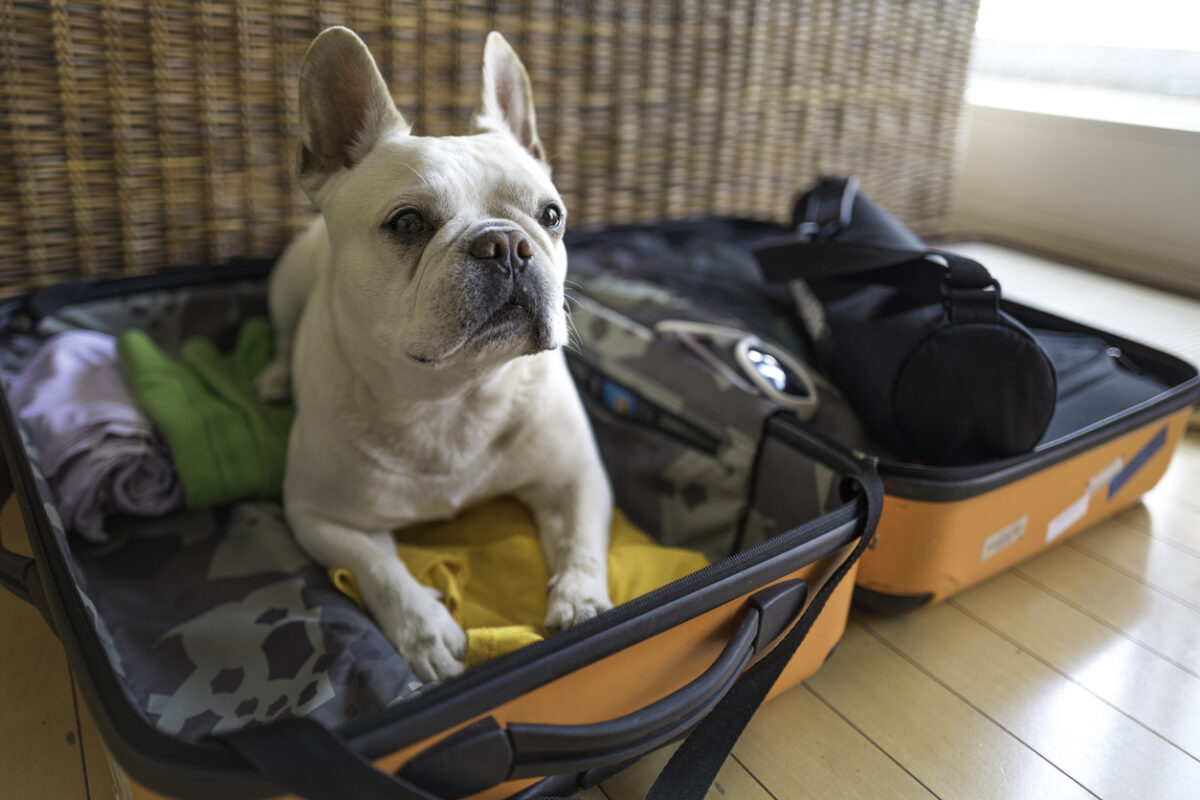 Holiday Pet Travel and Safety, Oh adorable ! He sits on my packed clothes in suitcase and stays there. I wish I could travel with him wherever I go. Don't show me sad face buddy