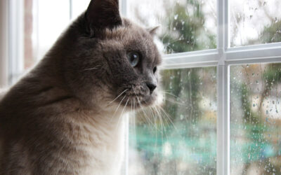 Winter Joint Pain in Cats and Dogs: Comfort Tips from Cinema Veterinary Centre