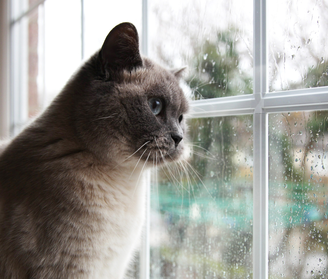 Winter Joint Pain in Cats and Dogs: Comfort Tips from Cinema Veterinary Centre, Bluepoint pedigree cat looks out of a rainy window