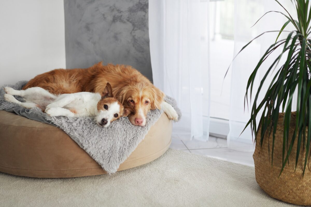 winter joint pain in cats and dogs, A picture of two dogs lying together in a dog bed