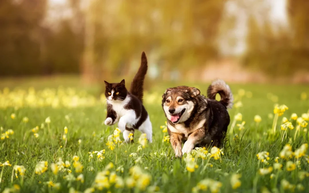 Spring Pet Health Problems: What Santa Clarita Pet Owners Should Watch For