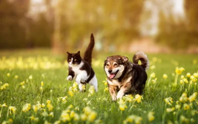 Spring Pet Health Problems: What Santa Clarita Pet Owners Should Watch For