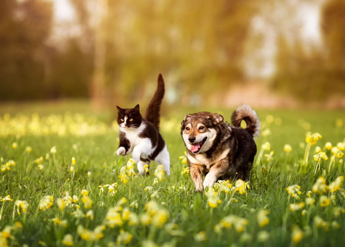 spring-pet-health-1 Black and white cat leaping next to a happy brown dog running through a grassy field with yellow wildflowers., Spring Pet Health Problems: What Santa Clarita Pet Owners Should Watch For