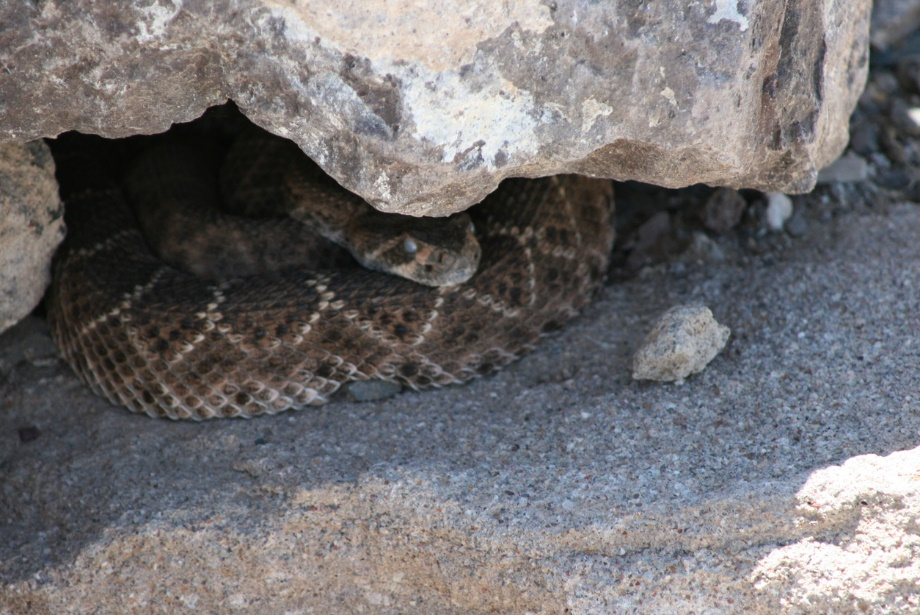 Coiled rattlesnake with diamond patterns resting under a rock., Spring Pet Health Problems in Santa Clarita