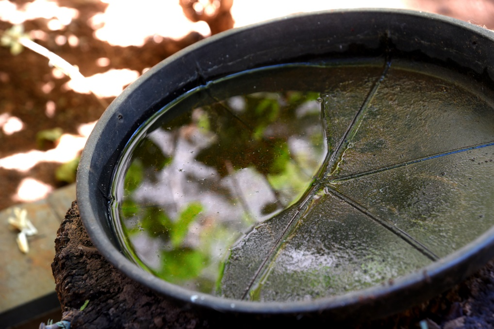 Black plastic plant saucer filled with murky water and green reflections.
