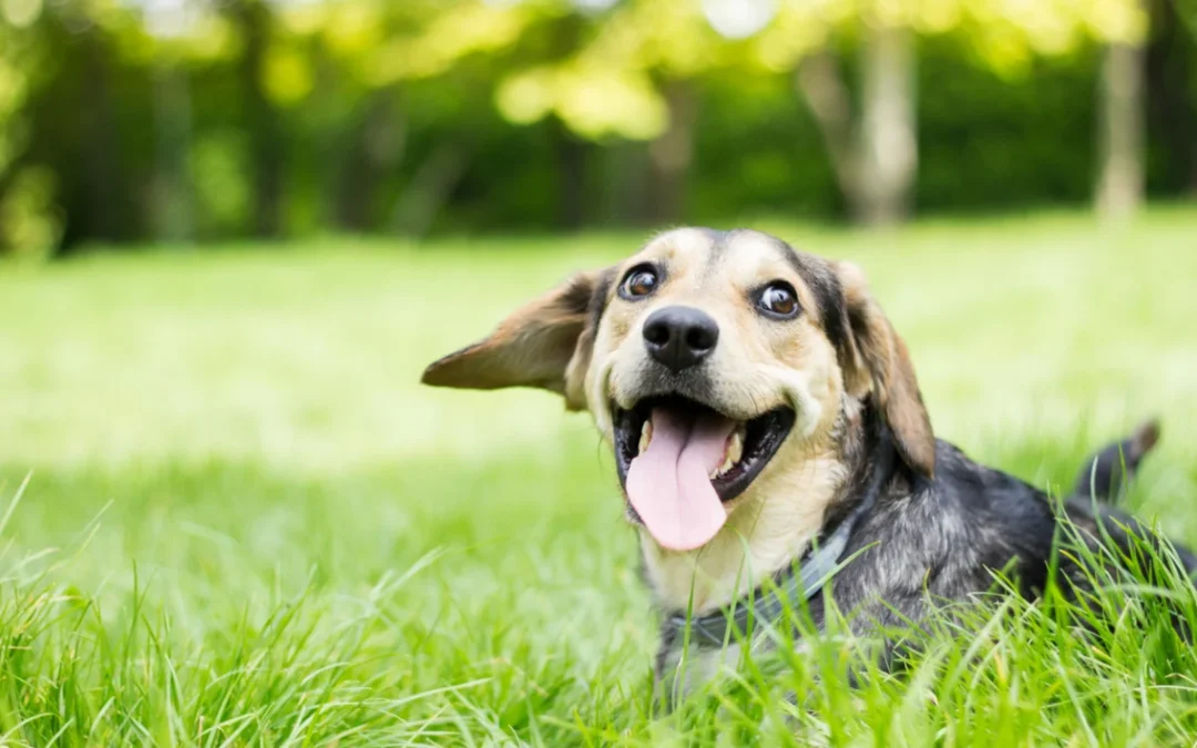 Heartworm Prevention in Santa Clarita CA: Why It Matters for Your Pet