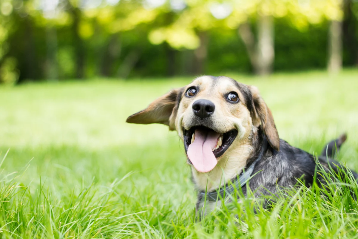 heartworm-prevention-in-santa-clarita-ca-2 Happy dog with floppy ears and tongue out in green grass outdoors