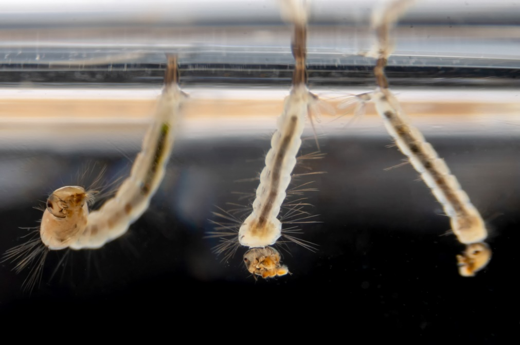 Macro photograph of three mosquito larvae (wiggler stage) hanging upside down from the water's surface.