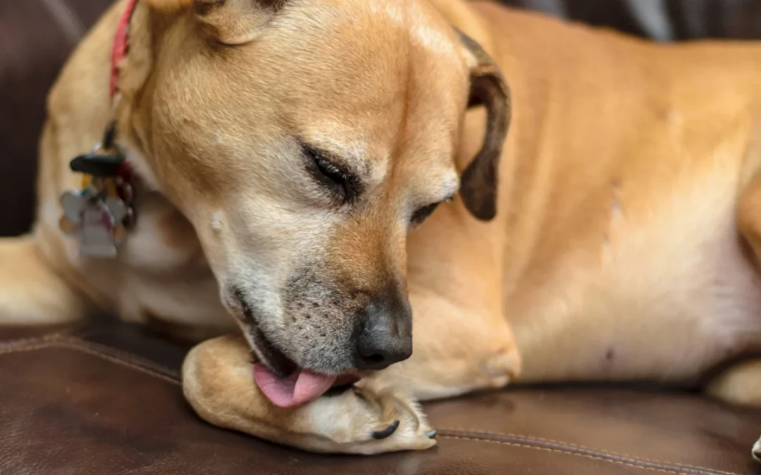 Why Is My Dog Licking Their Paws? Common Causes Explained