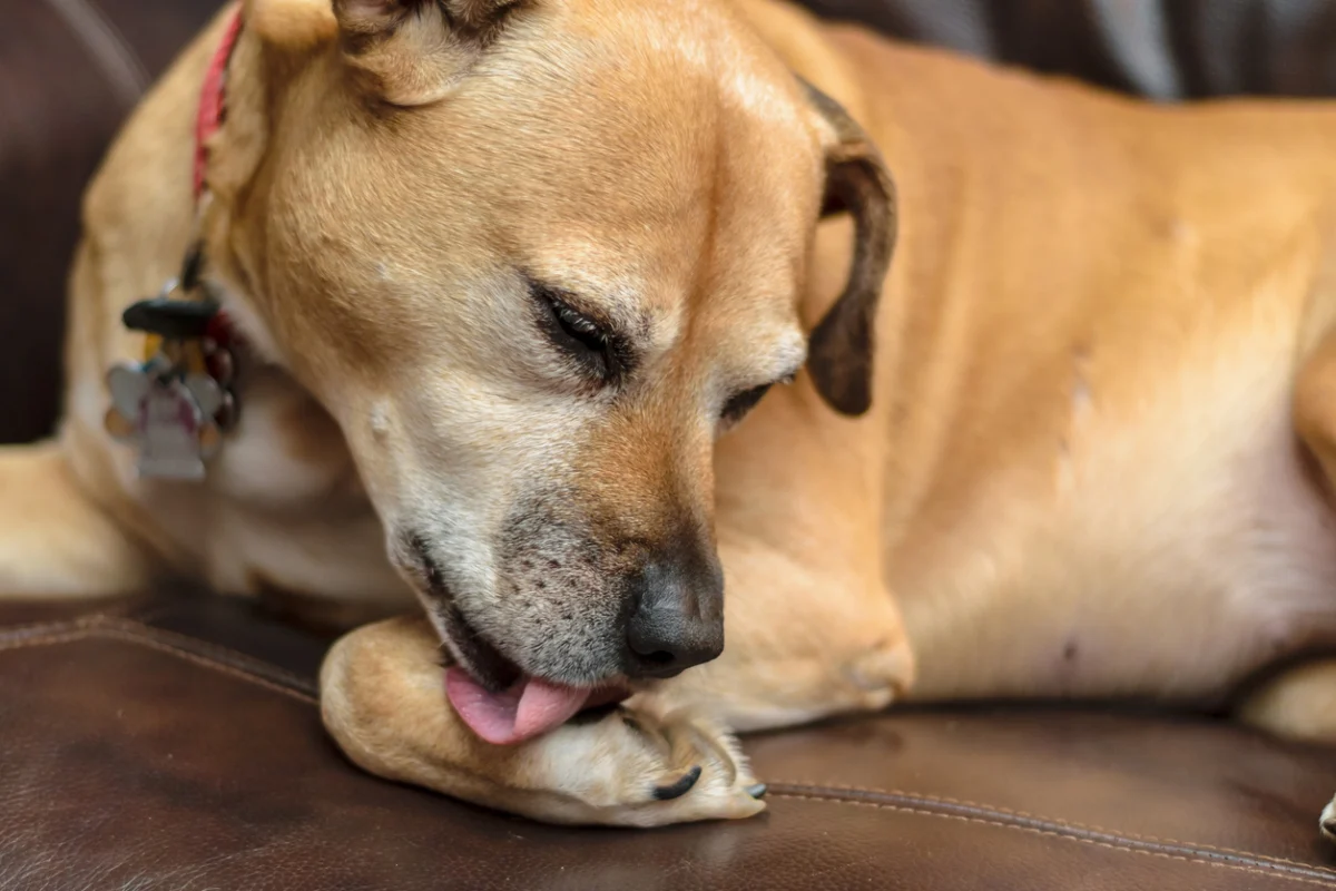 Dog lying on a couch licking its front paw, a common sign of paw irritation or discomfort in dogs.