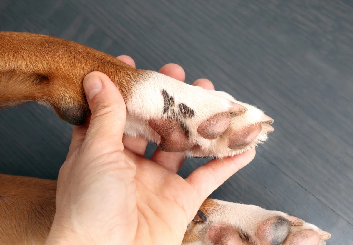 Close-up of a dog’s paw being gently held and examined, showing paw pads and skin for signs of irritation or injury.