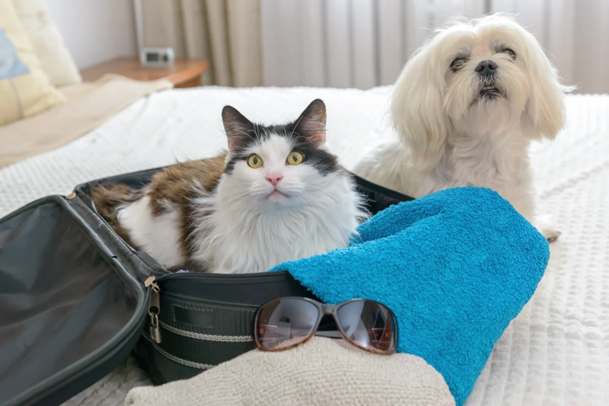 Cat sitting inside an open suitcase beside a small white dog on a bed, with travel items nearby, illustrating preparation for pet boarding or summer travel.