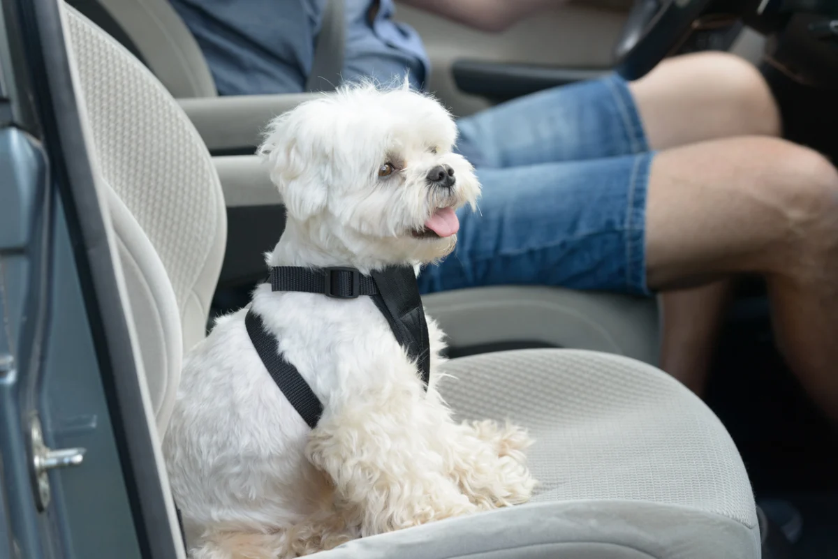 Small white dog secured with a pet seat belt harness in the front seat of a car, illustrating safe summer travel for pets.