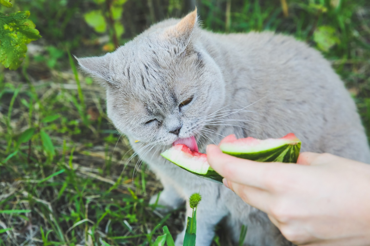 Cat enjoying a small piece of watermelon as a summer treat