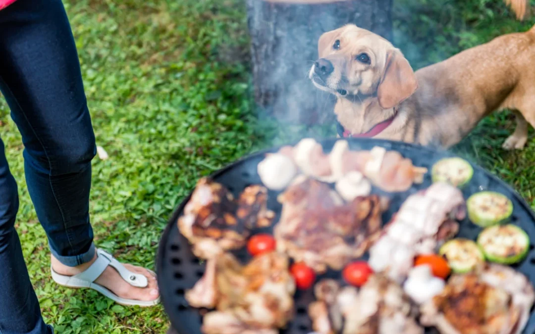 Summer Foods for Dogs and Cats: What’s Safe and What Isn’t?