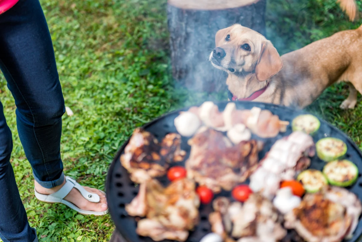 summer-foods-for-dogs-and-cats-whats-safe-and-what-isnt-2 Dog watching food cooking on an outdoor barbecue grill during summer