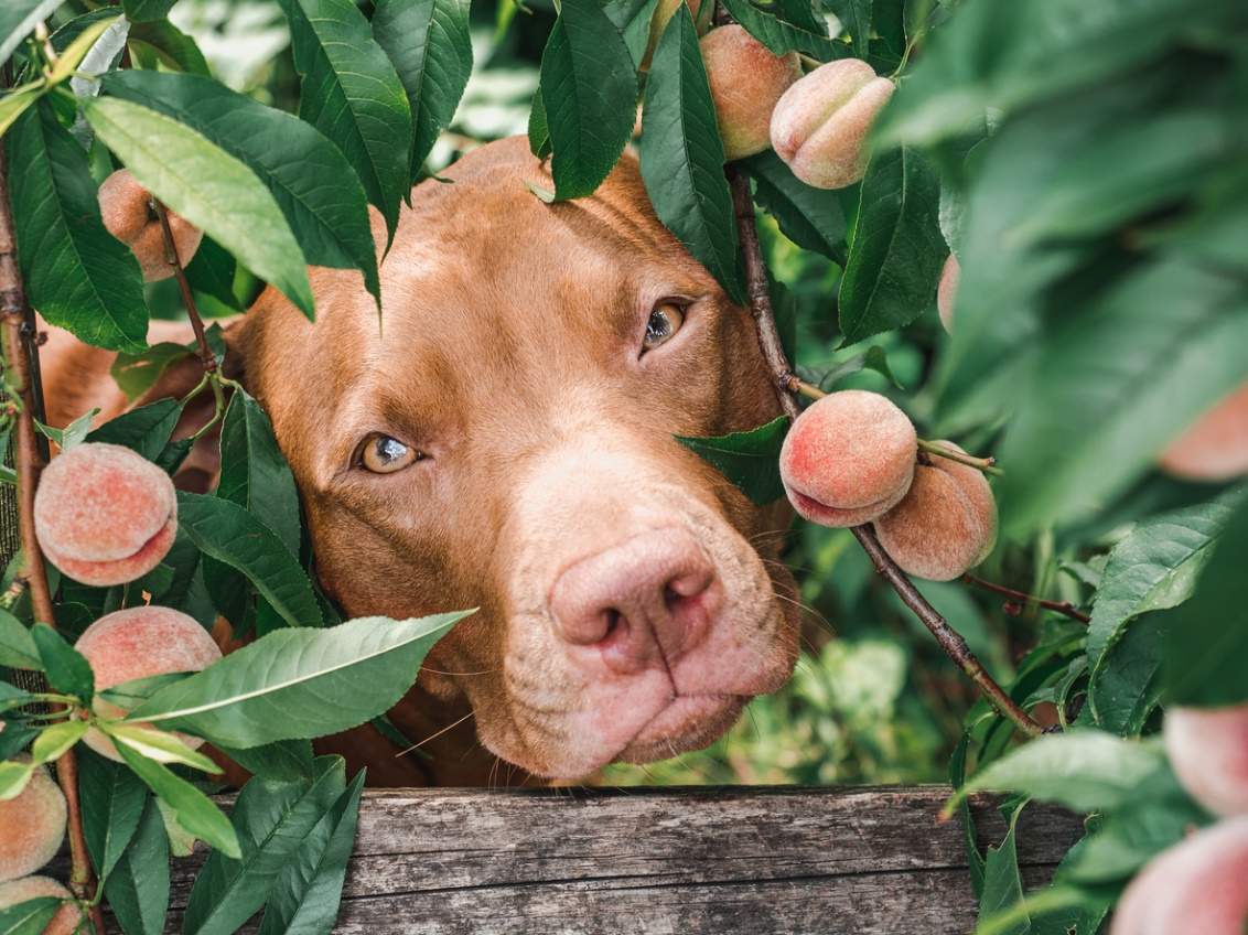 Dog near peaches growing on a backyard fruit tree during summer