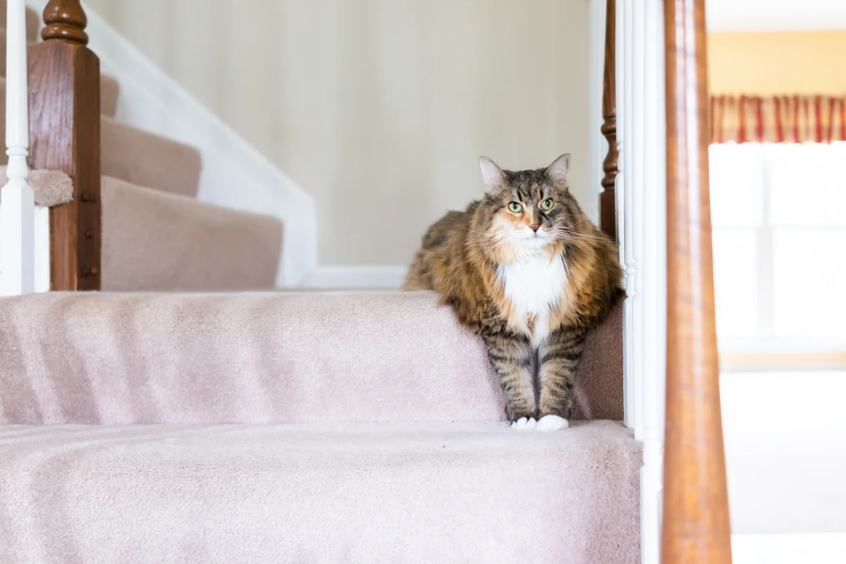 Long-haired cat resting on a staircase, illustrating how mobility changes can affect a cat's ability to climb and move comfortably.