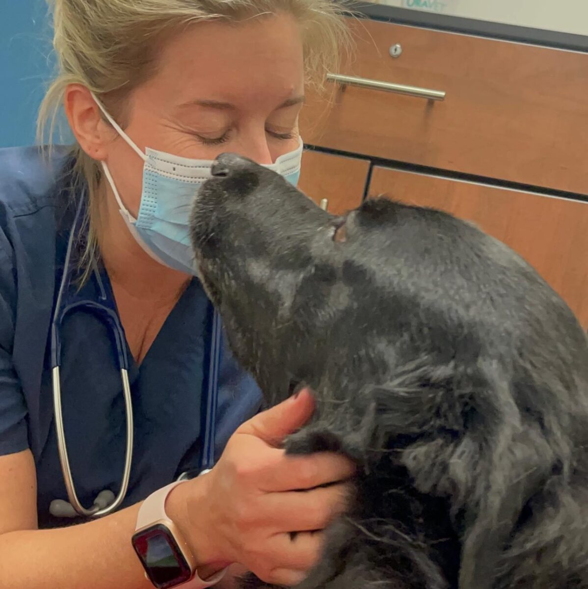 Dr. Ronchetto gently examining a dog during a veterinary appointment, highlighting the importance of early evaluation when pets show signs of pain or mobility changes.