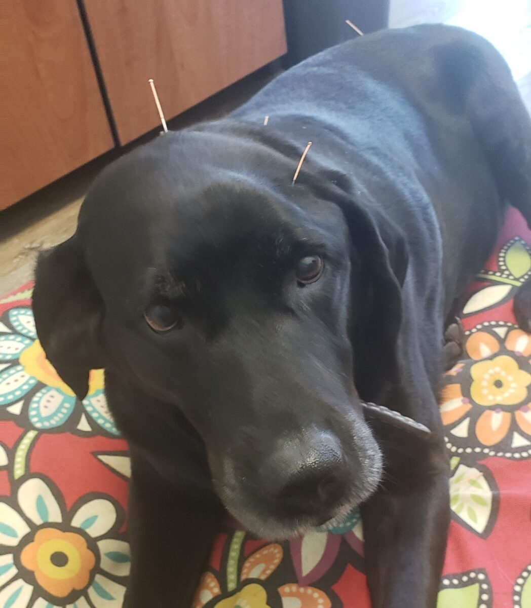 Dog relaxing during an acupuncture session at Cinema Veterinary Centre, a therapy often used to support comfort and mobility in pets with arthritis and other mobility challenges.