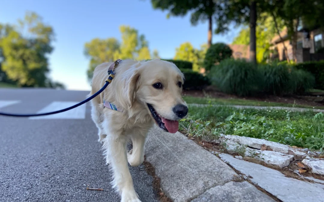 Why Is My Dog Slowing Down? It May Be More Than Aging