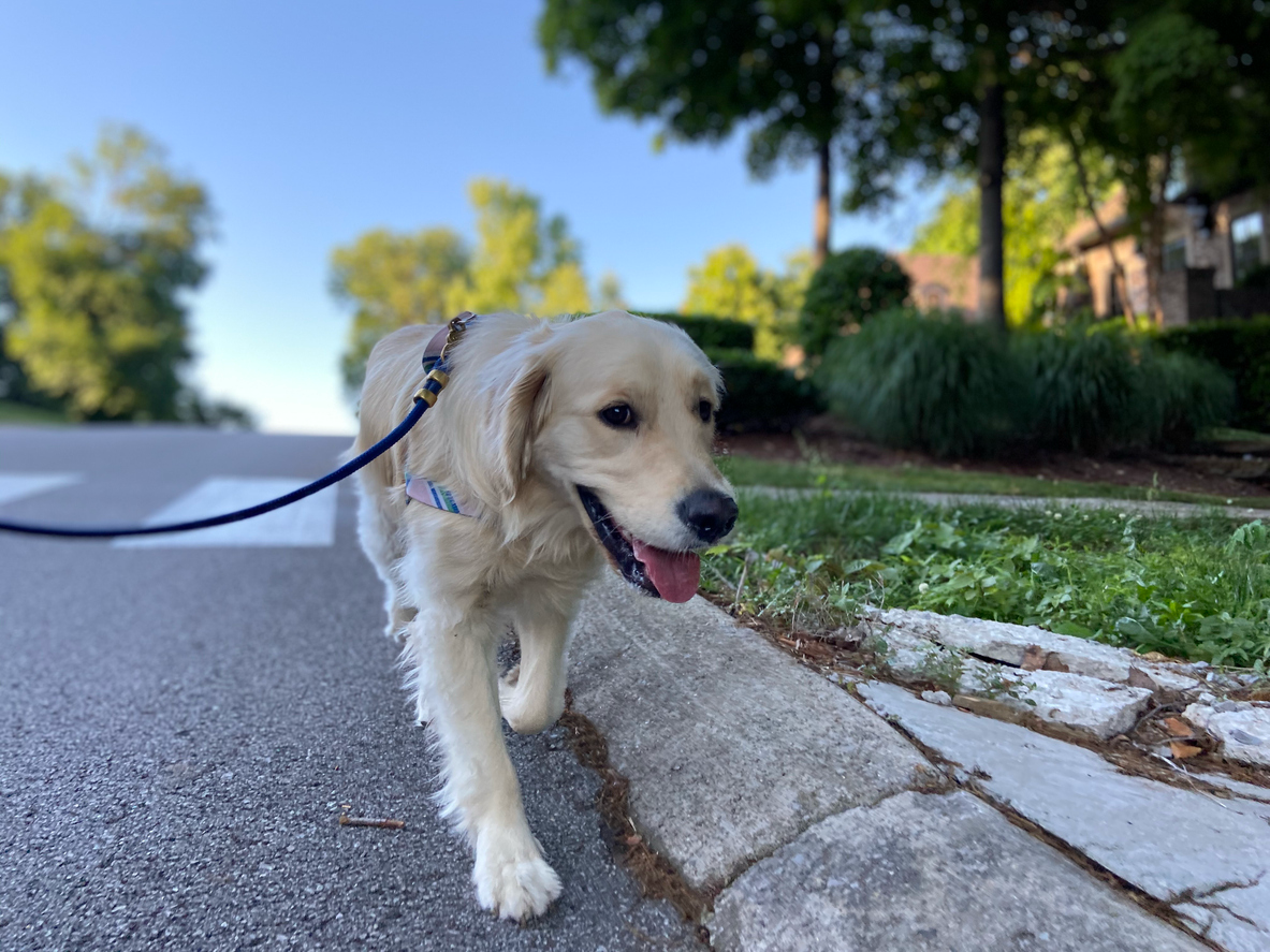 Golden Retriever enjoying a walk outdoors, highlighting mobility, comfort, and quality of life in aging pets.