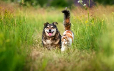 Rabies Vaccine for Dogs and Cats: What Santa Clarita Pet Owners Need to Know