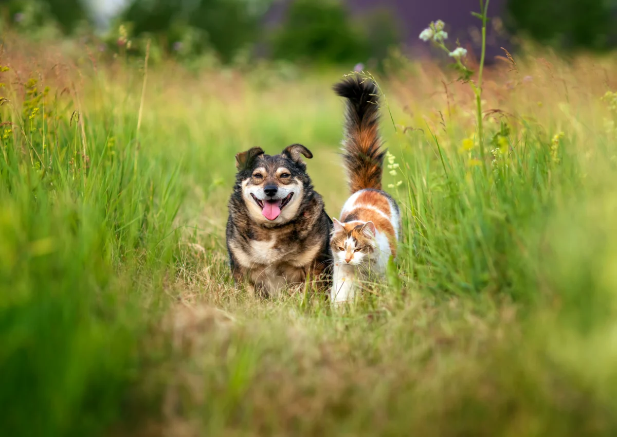 Dog and cat together outdoors, illustrating the importance of rabies vaccination for pets in Southern California.