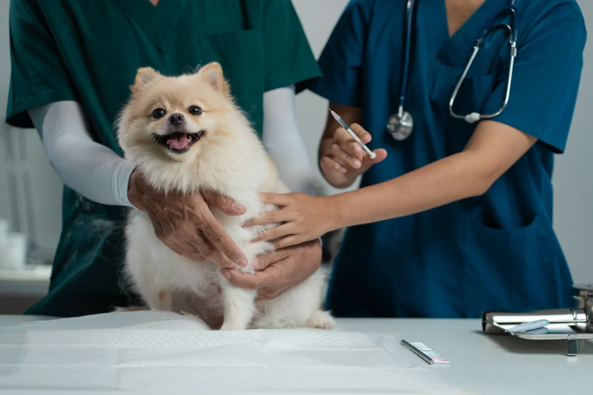 Veterinarian administering a rabies vaccine to a dog during a wellness examination.