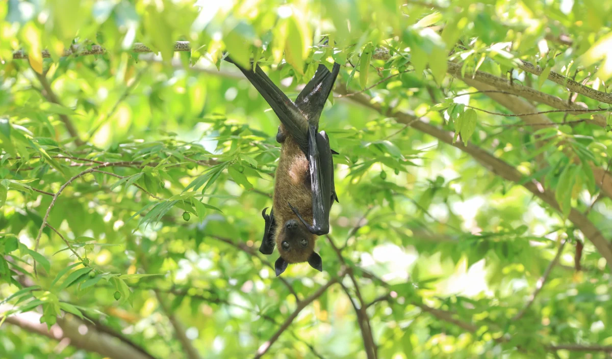 Bat resting on a tree branch, representing California's most common wildlife carrier of rabies.