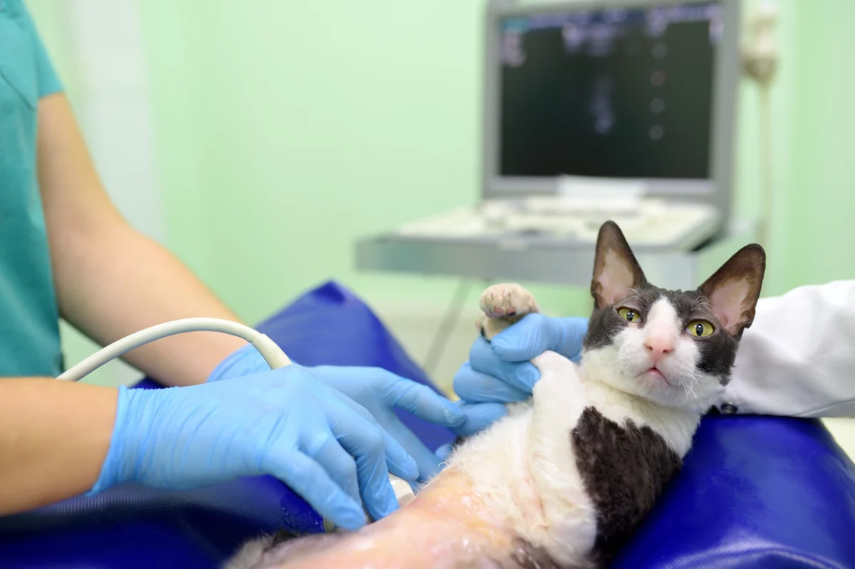 Cat receiving an ultrasound examination at a veterinary clinic