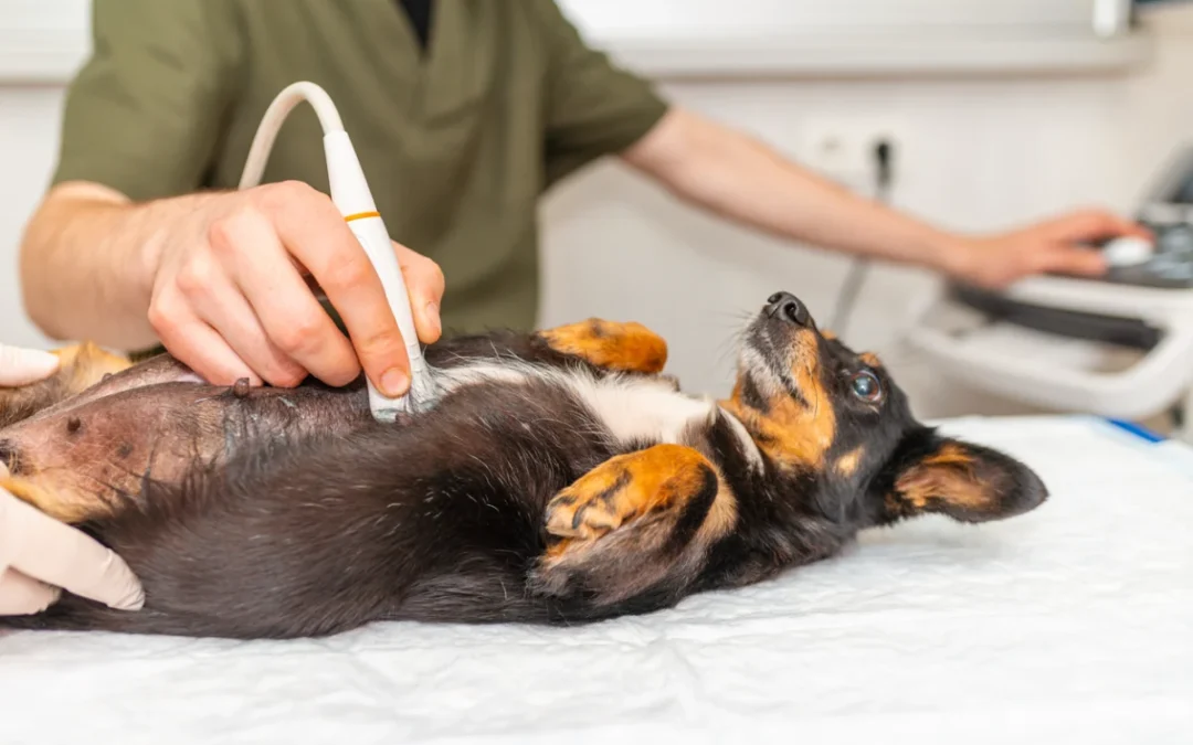 Ultrasound for Dogs and Cats: What It Can Tell Us About Your Pet’s Health