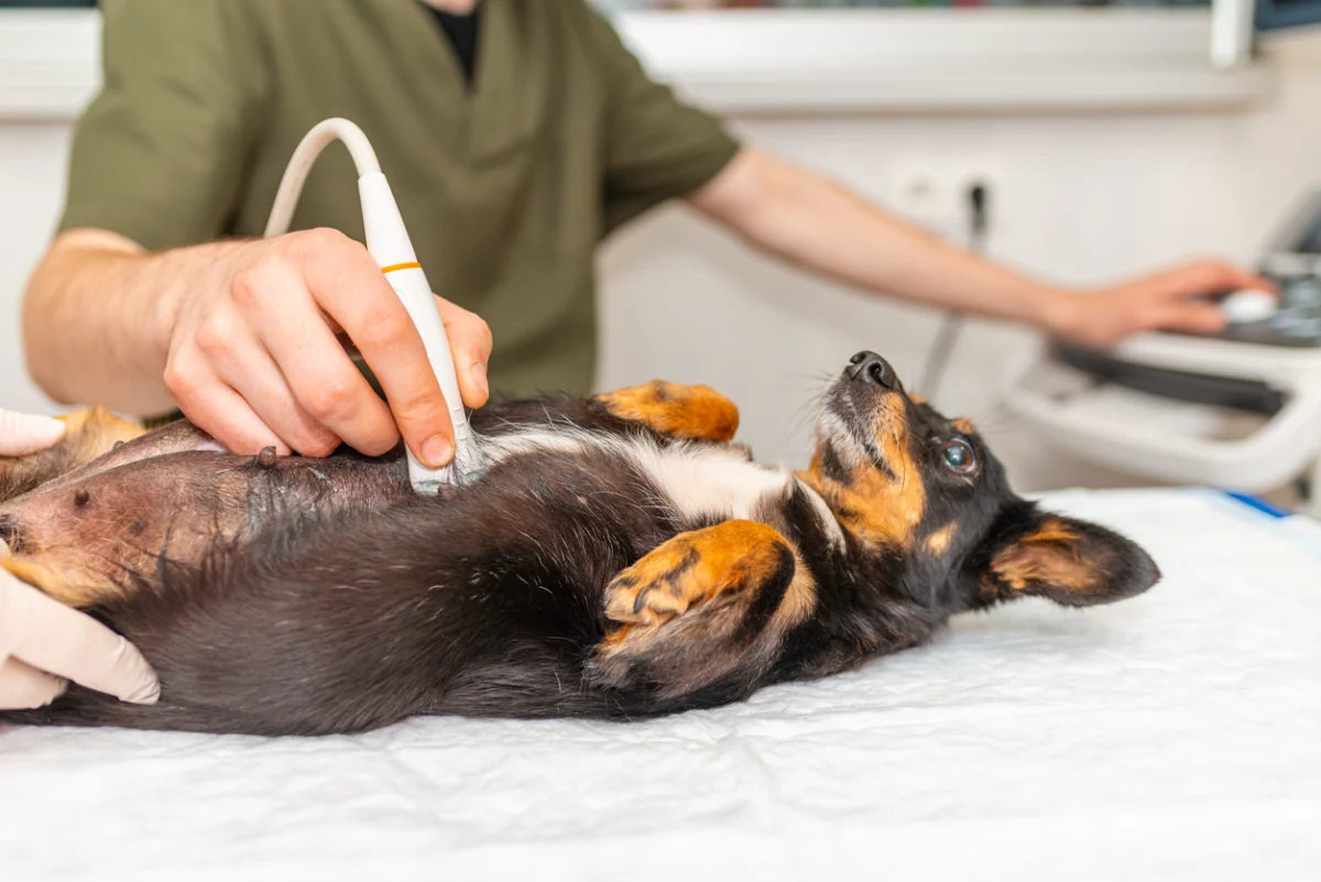  Dog receiving an abdominal ultrasound.