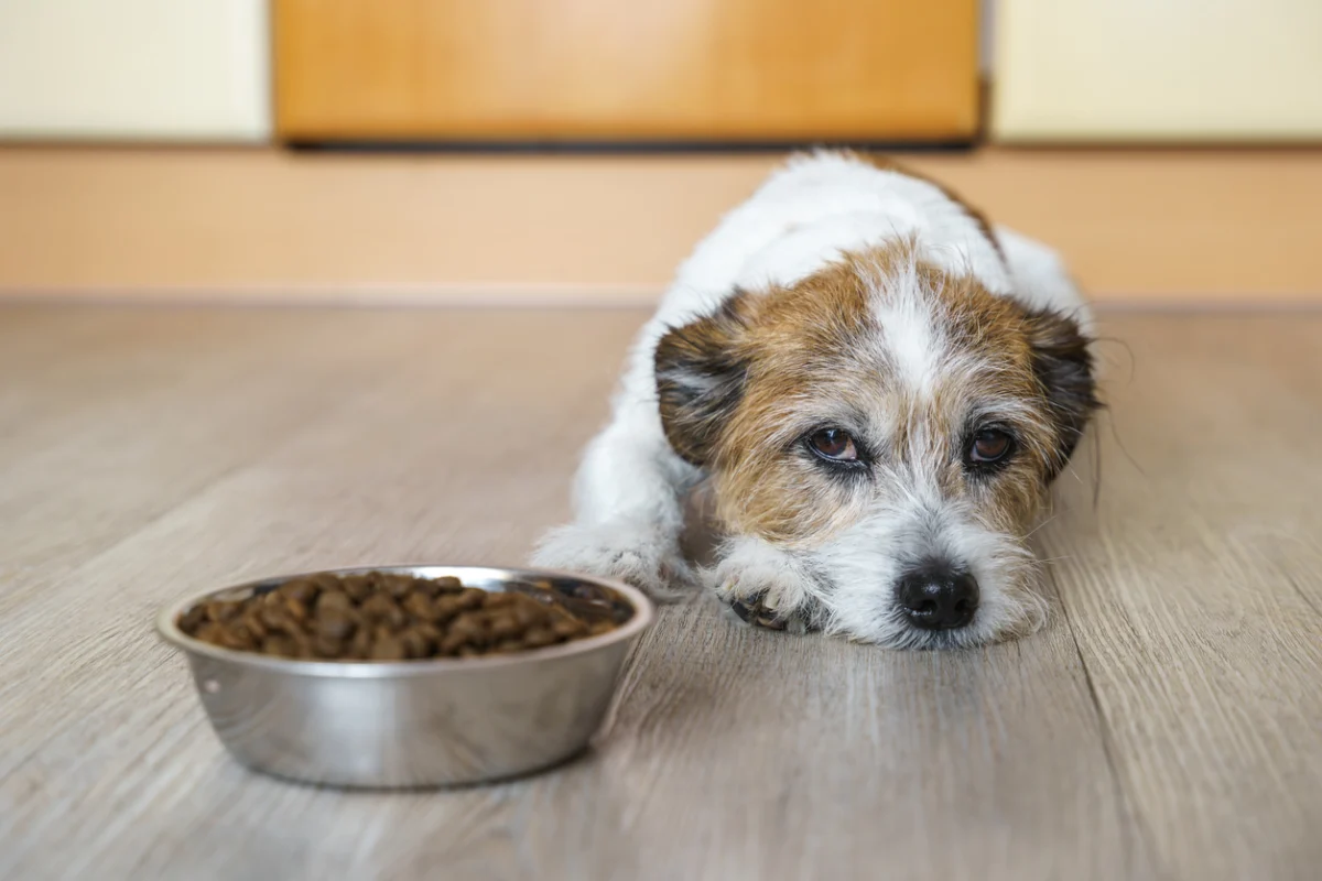 Dog lying beside a bowl of food with a decreased appetite.