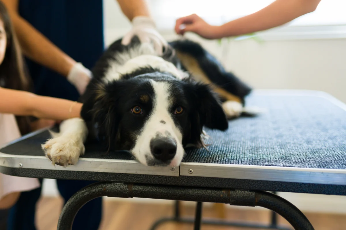 Dog being examined by a veterinarian with its owner nearby.