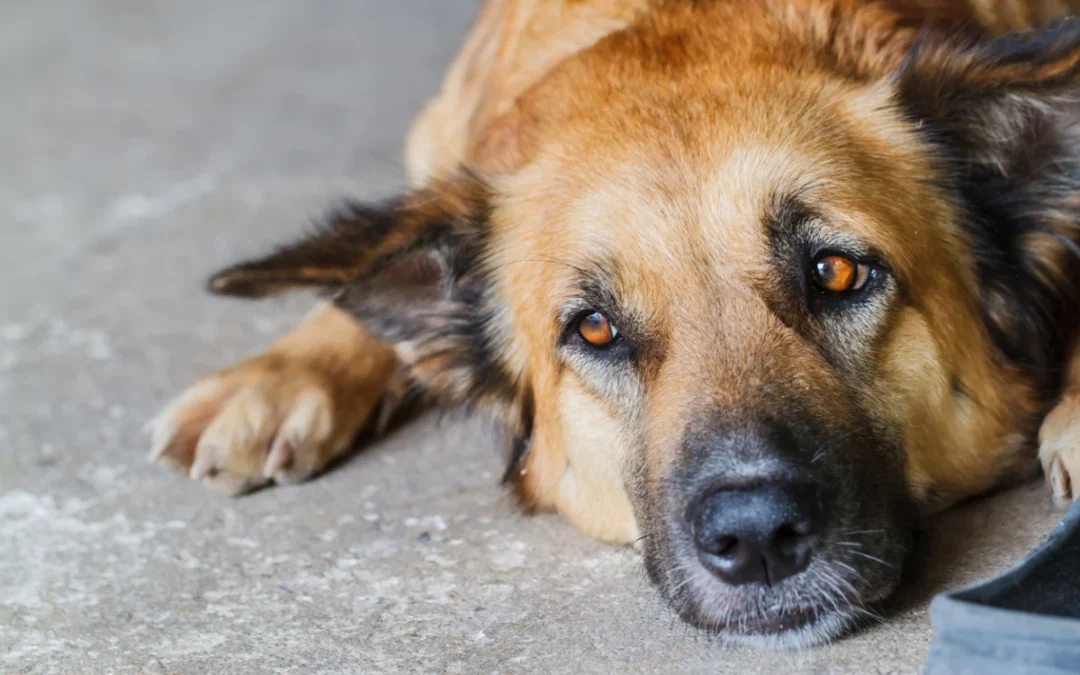 Dog Vomiting: When to Monitor and When to See a Veterinarian