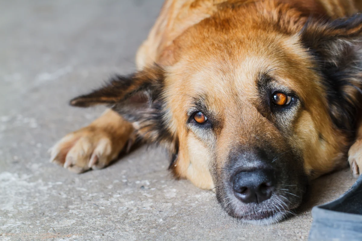 dog-vomiting-when-to-monitor-and-when-to-see-a-veterinarian-3 Dog lying down and appearing unwell.